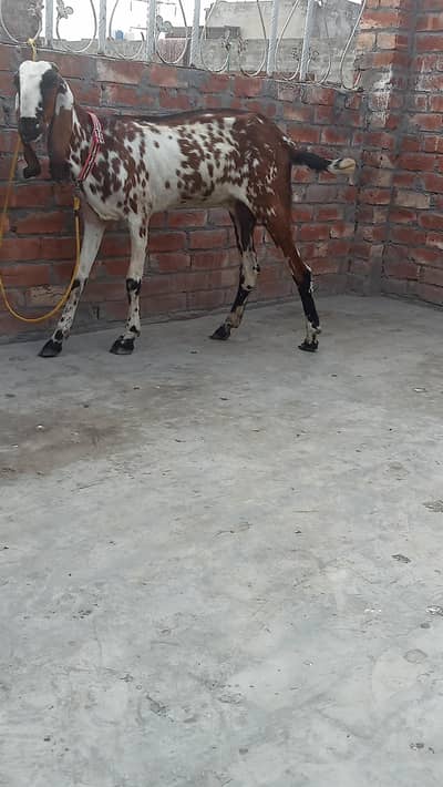 bital bakri 1 kg milk 03084493683