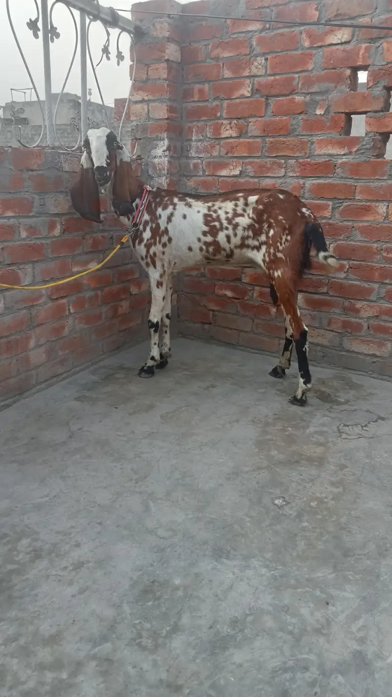 bital bakri 1 kg milk 03084493683 — photo 2