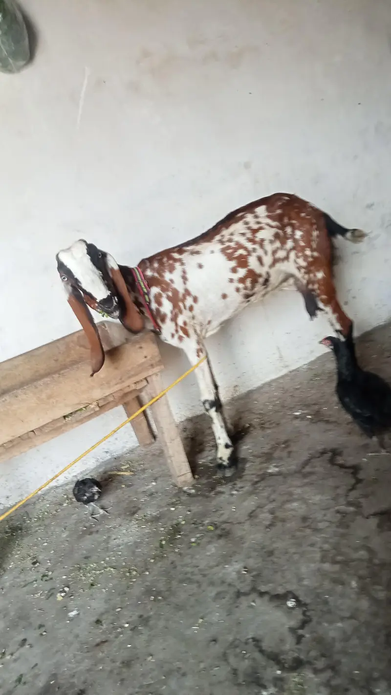 bital bakri 1 kg milk 03084493683 — photo 3