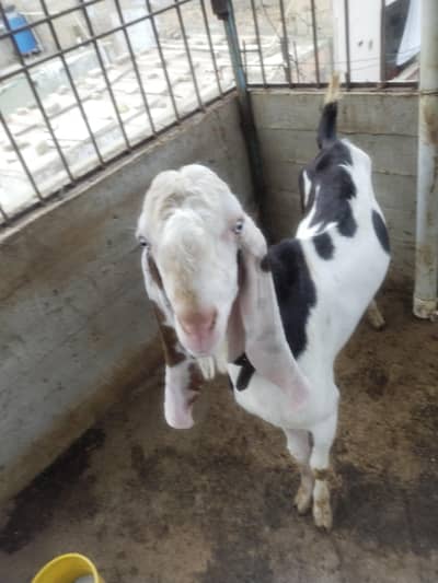 Bakra char dat