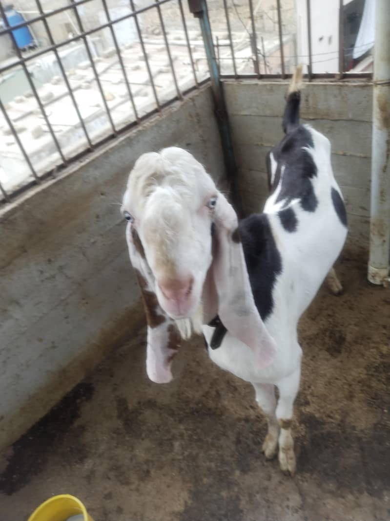 Bakra char dat 0