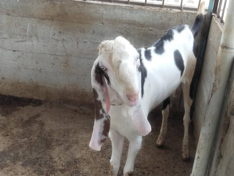 Bakra char dat 1