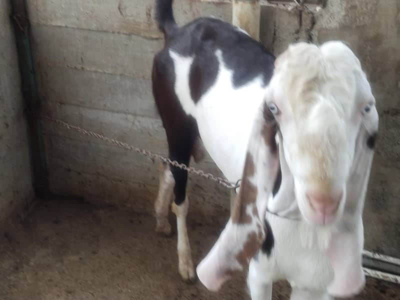 Bakra char dat 2