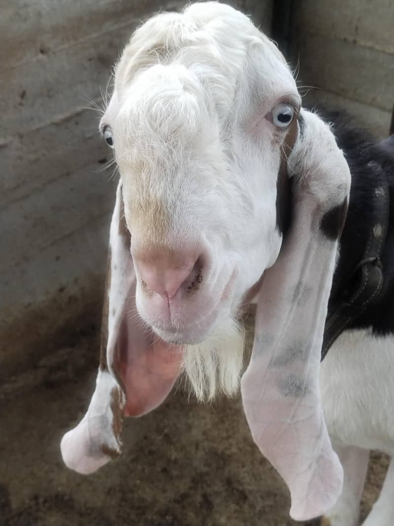 Bakra char dat 3