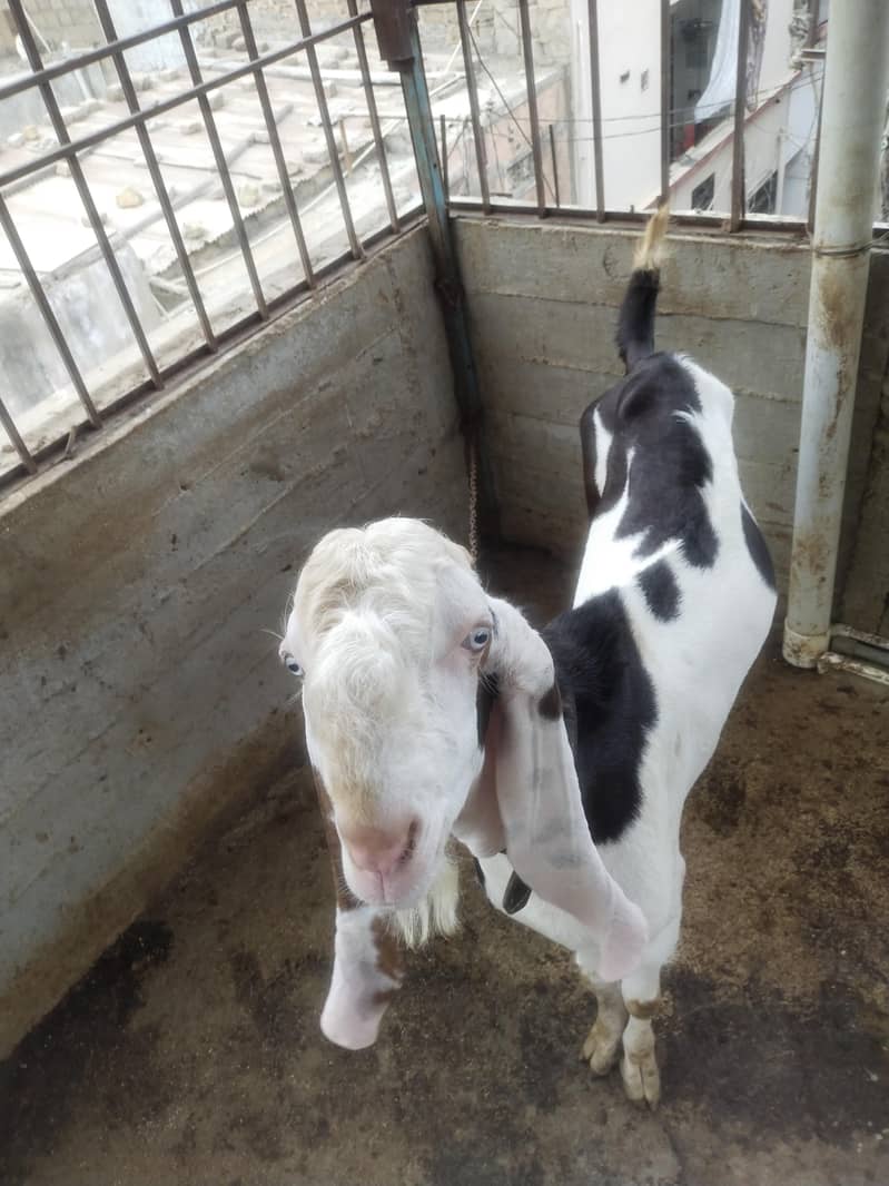 Bakra char dat 4