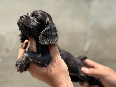 Male American cocker spaniel puppy for sale
