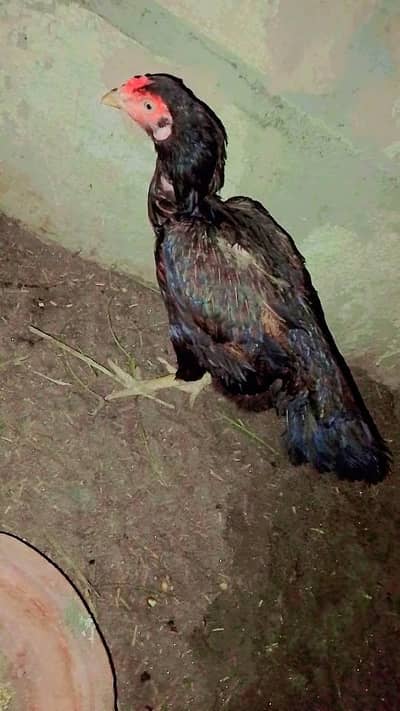 Black aseel murgi for sale and exchange murgi ke sath