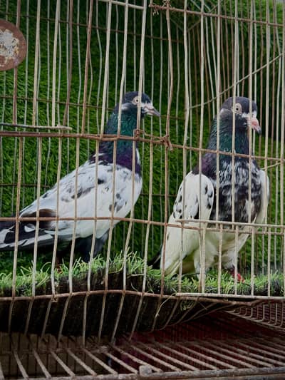 salara teddy pair