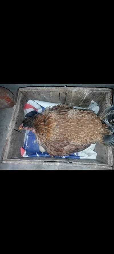 kurk hen for sale. . . .