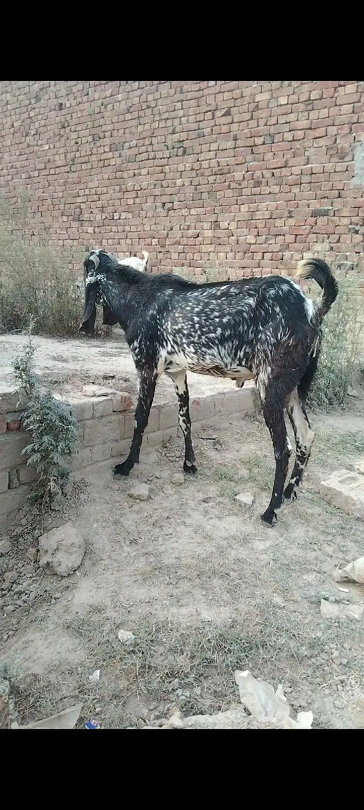 makhi Cheena 4 dant breedar Bakra for sel