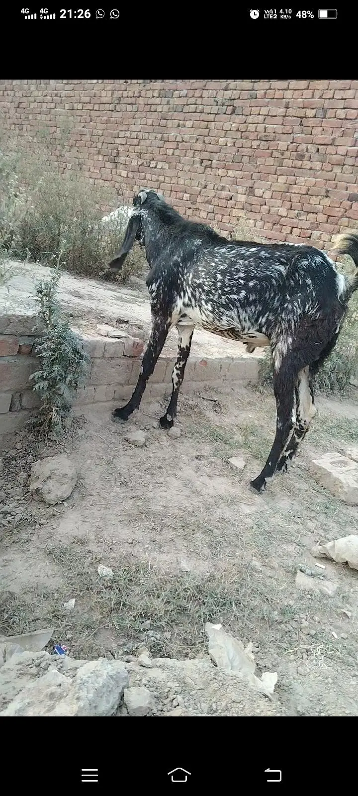 makhi Cheena 4 dant breedar Bakra for sel — photo 2