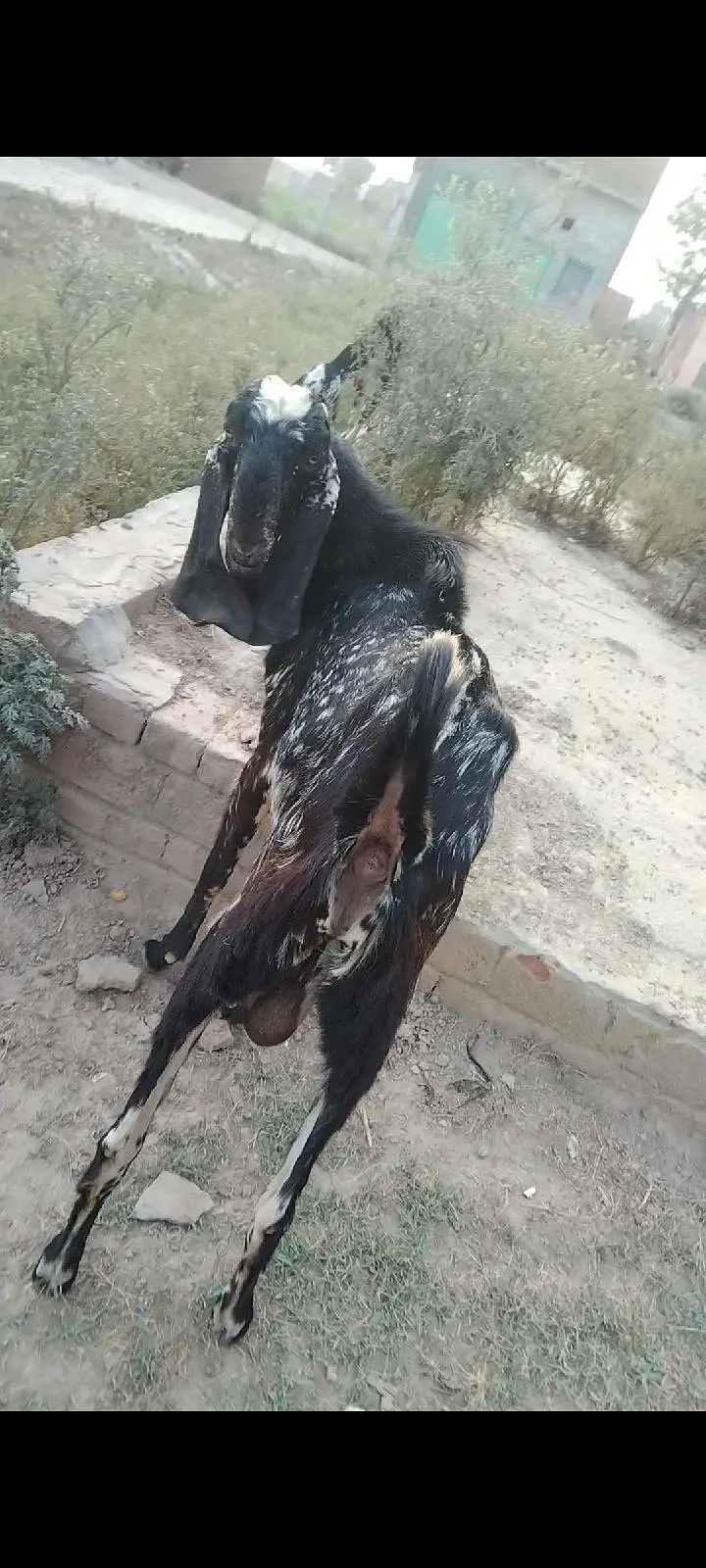 makhi Cheena 4 dant breedar Bakra for sel — photo 3