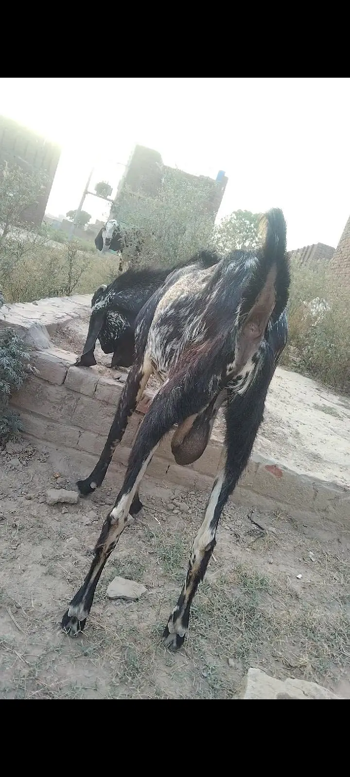 makhi Cheena 4 dant breedar Bakra for sel — photo 4