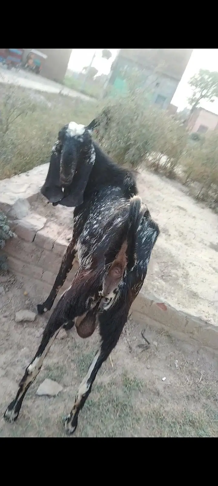 makhi Cheena 4 dant breedar Bakra for sel — photo 5