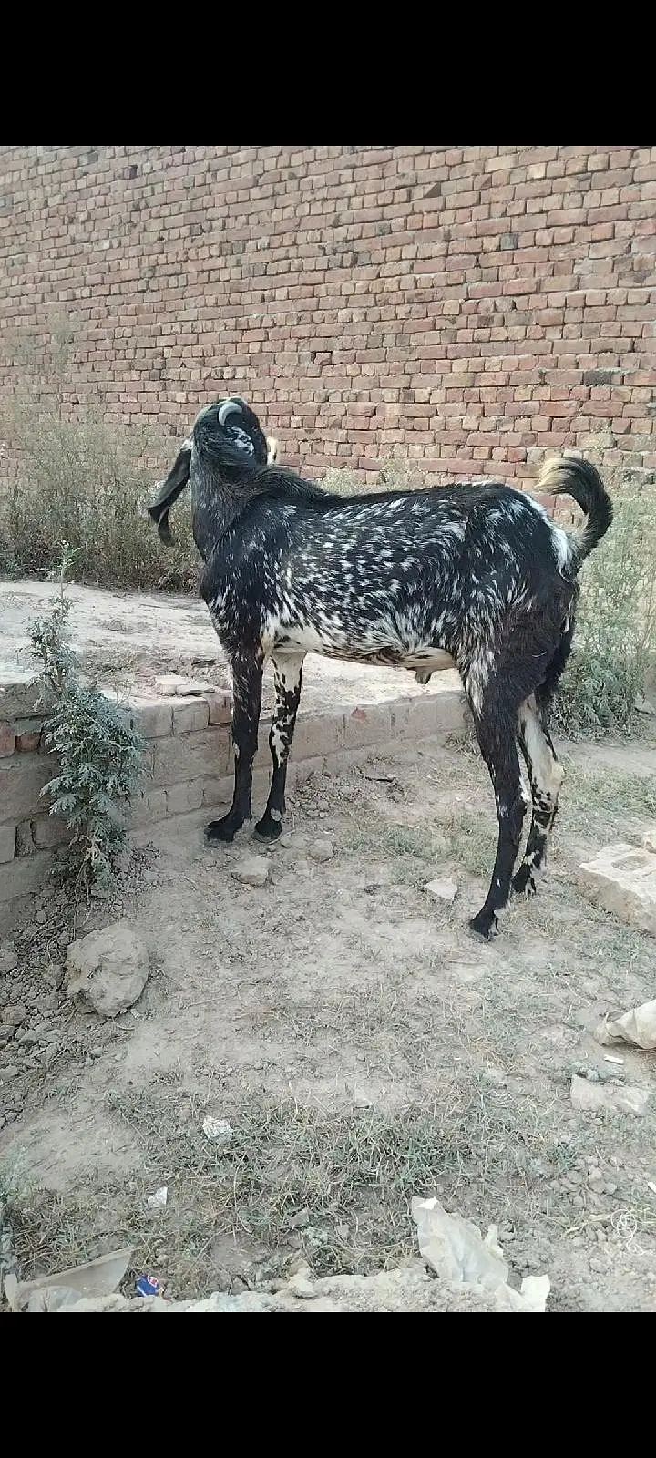 makhi Cheena 4 dant breedar Bakra for sel — photo 6