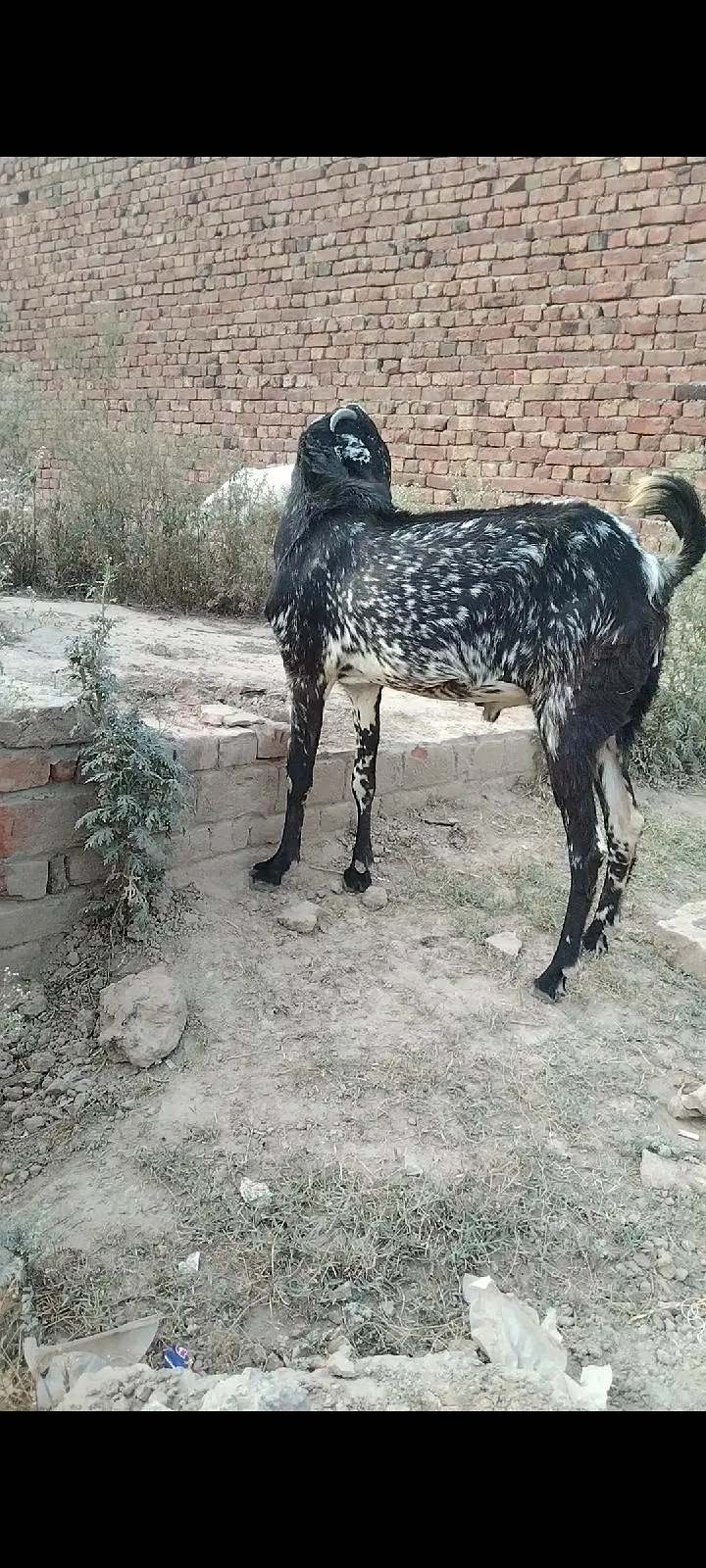 makhi Cheena 4 dant breedar Bakra for sel — photo 7