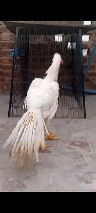 parrot beak long tail aseel phatha top qulity