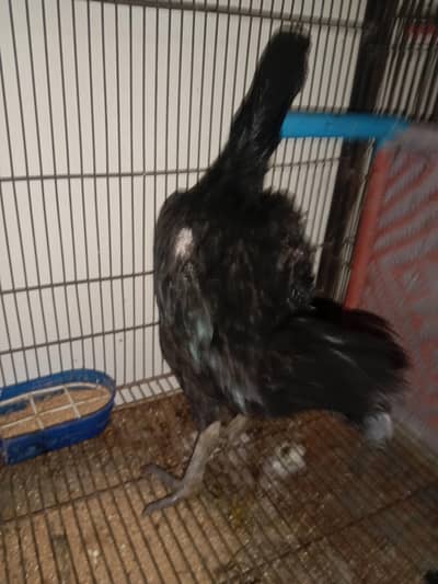 havi bred for sale