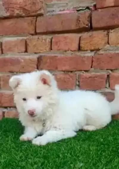 Russian puppy for sale WhatsApp number 0349//7613//682
