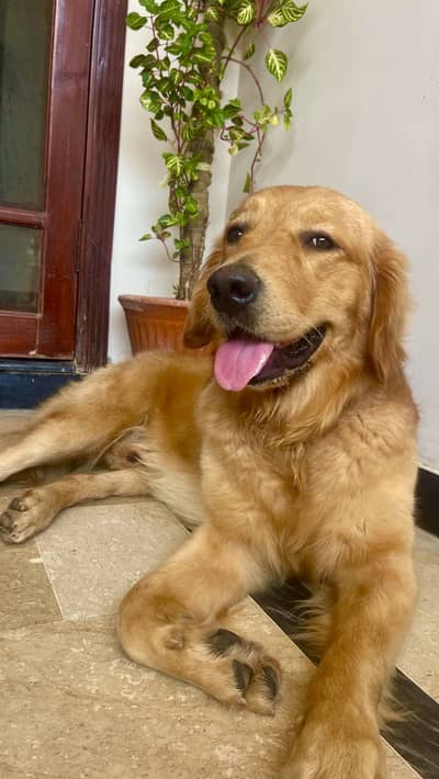 Golden retriever parents pedigree
