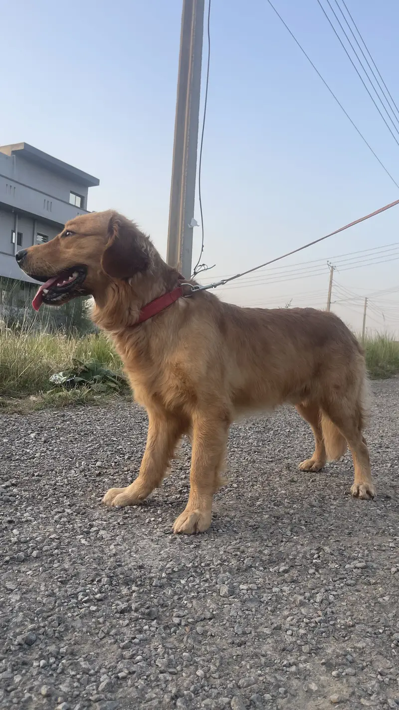 Golden retriever parents pedigree — photo 3