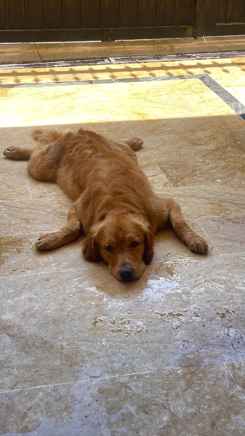 Golden retriever parents pedigree — photo 4
