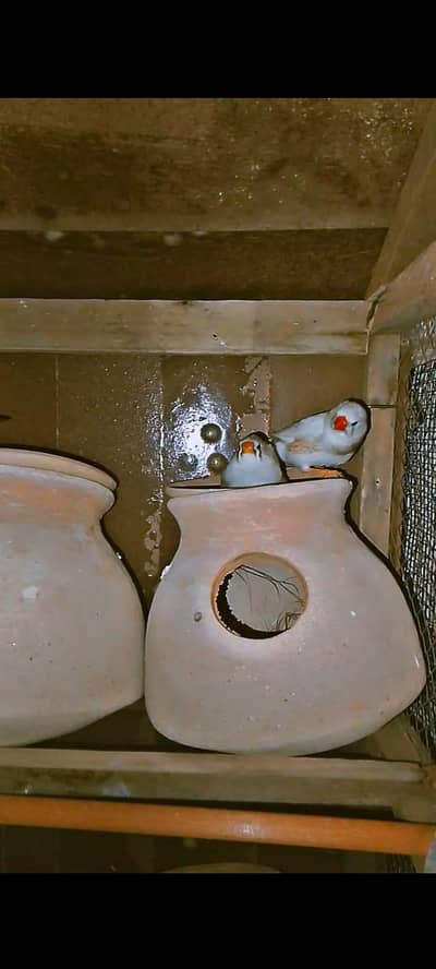 finches 5 pair