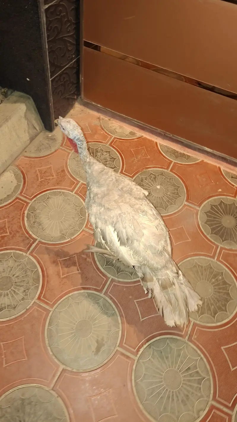 mashallah pure turkey demale available — photo 2