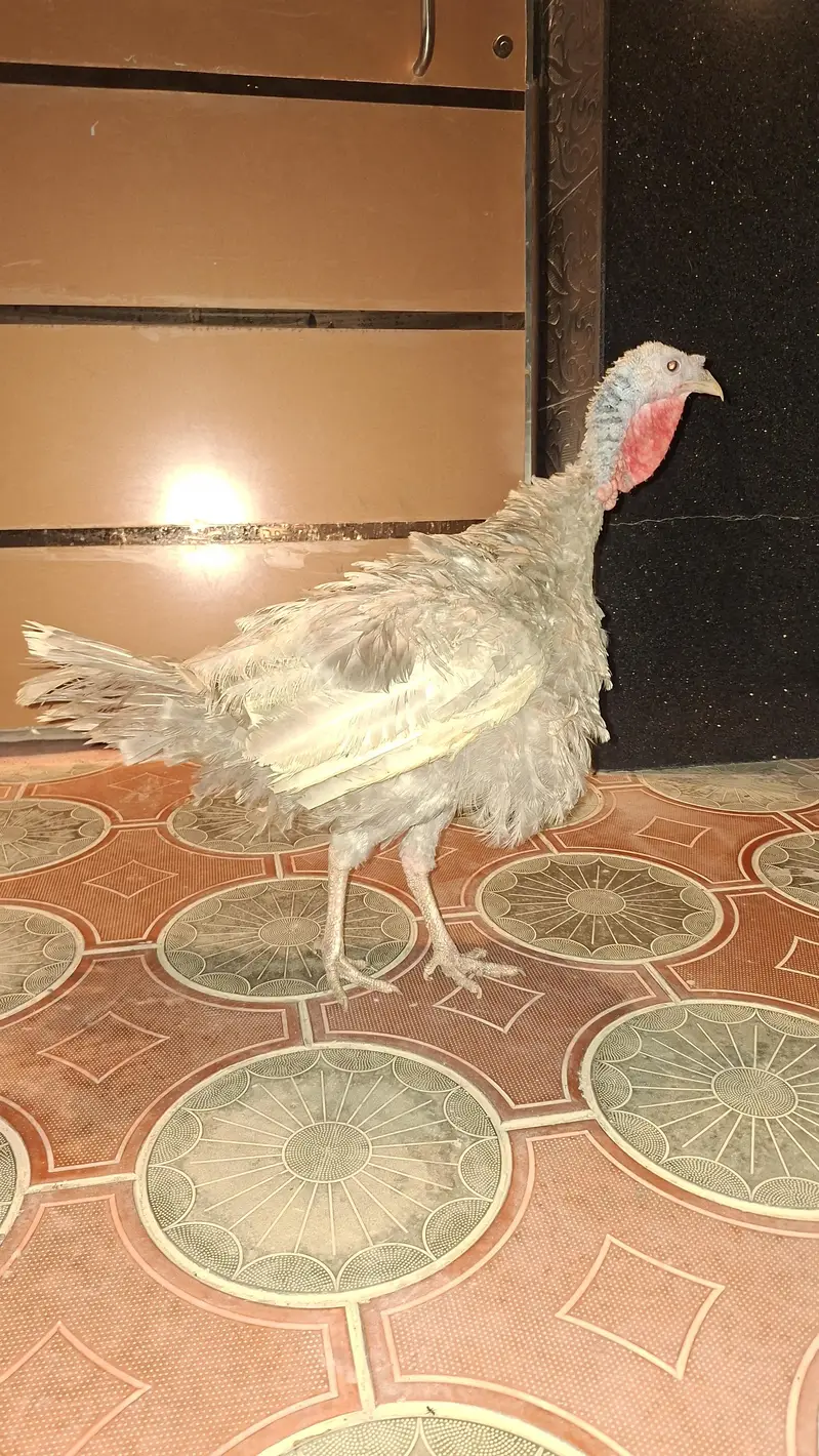 mashallah pure turkey demale available — photo 3