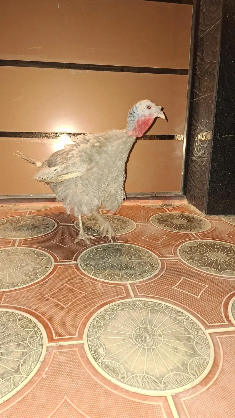 mashallah pure turkey demale available — photo 4
