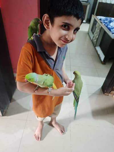 male parrot