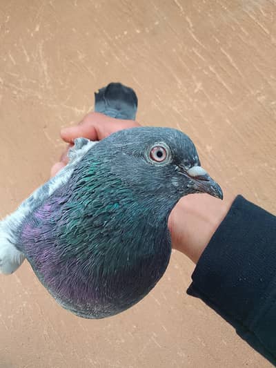 Lal peri male and jhon seri female pair for sale