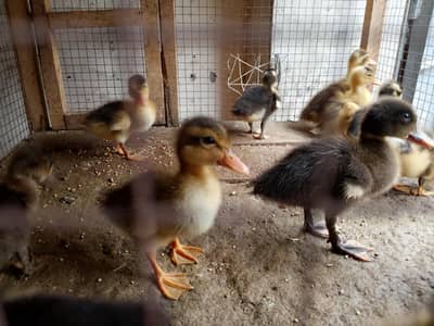 baby chicks