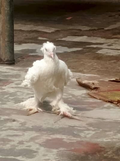 White Fancy Pigeons Pairs Available – Healthy & Beautiful