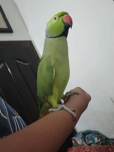 male talking parrot