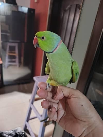 talking male parrot