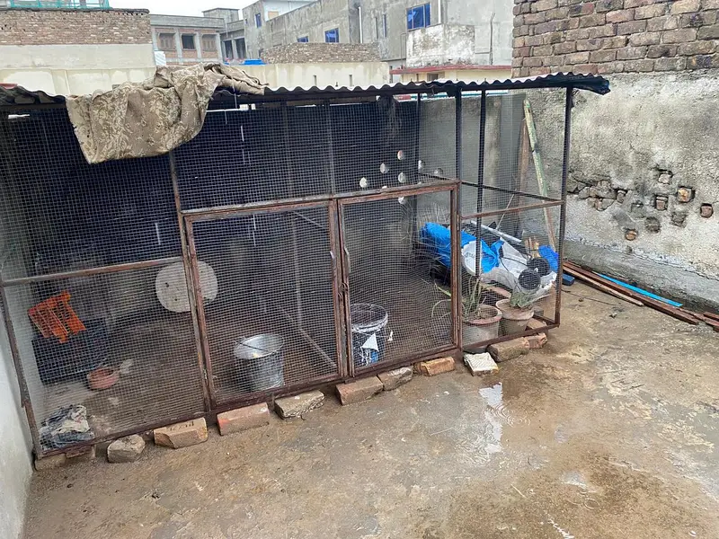 hen cage — photo 2