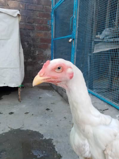 2male rampuri aseel 6 hazar ky