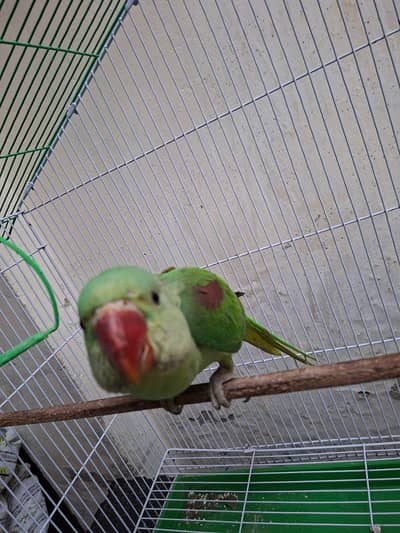 Raw Parrots Pair with Cage
