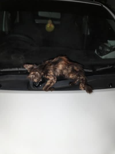 female Persian for adoption