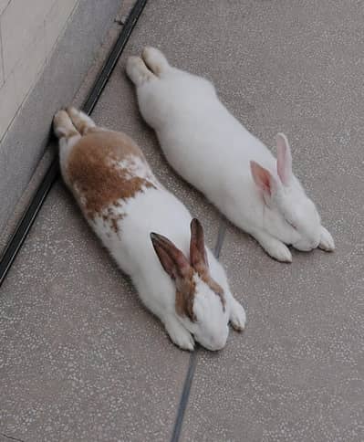 2 rabbits