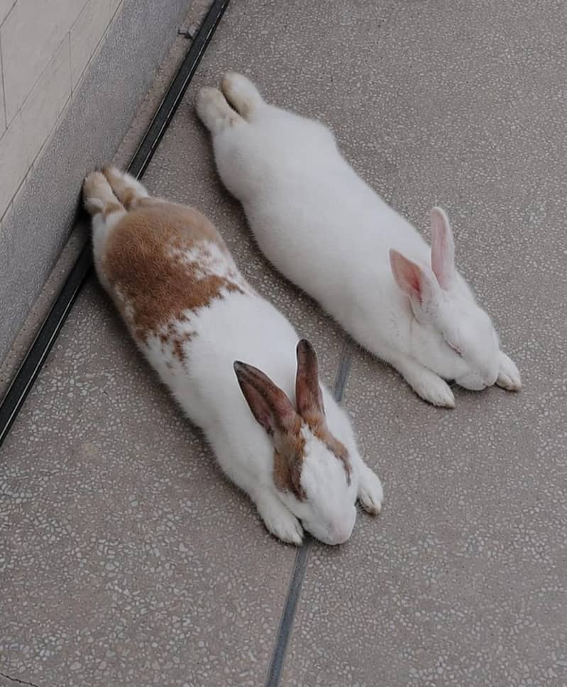 2 rabbits 0