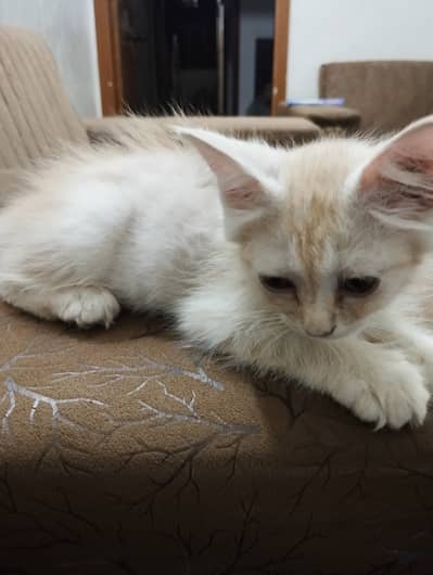 Kitten for sale (urgent)