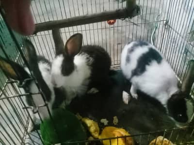 3 healthy rabbit available