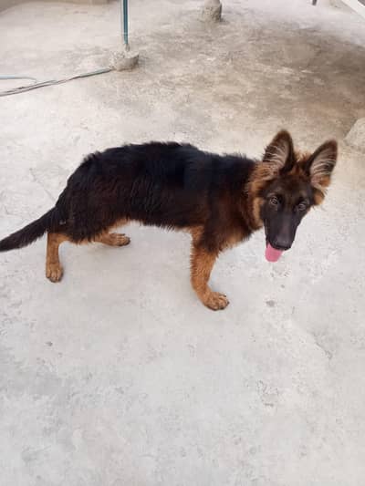 German shepherd pedigree