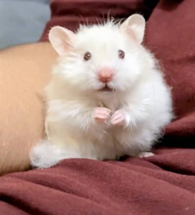 Syrian red eye hamster for sale with box and water bottle. 03185930435