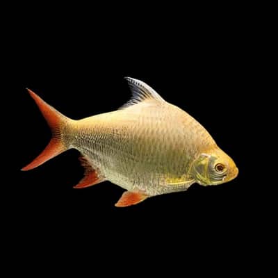 Toinfil barb