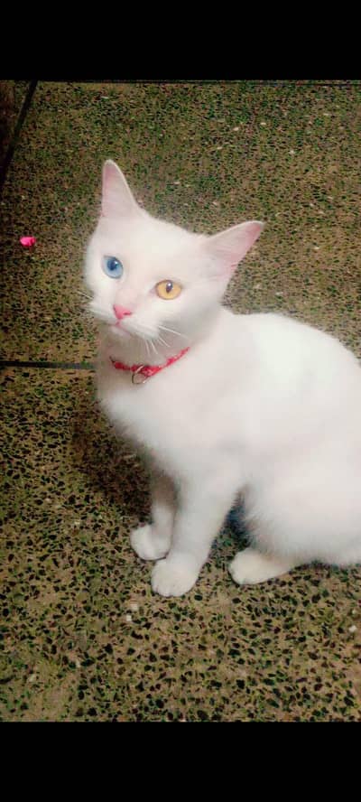 white perssian female cat different eyes
