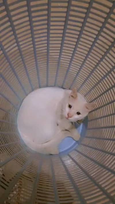 Beautiful White Persian Cat for Sale