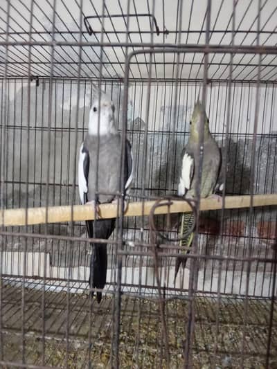 cocktail breeder pair
